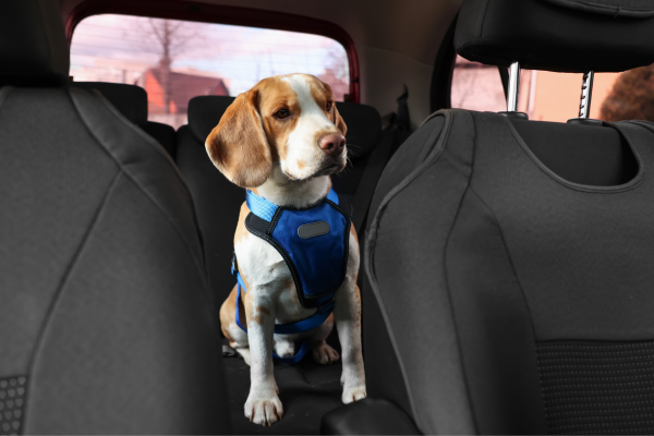 VIAJAR COM PETS NO CARRO